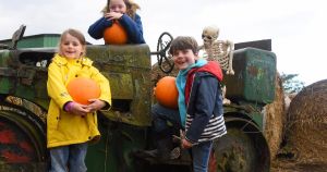 Pumpkin patch and maize maze with free entry gears up to return