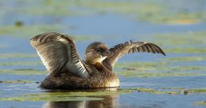 It looks like a duck, quacks like a duck but the pied-billed grebe is in a class of its own