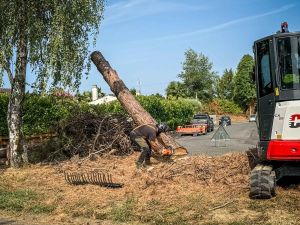 Nématode du pin : trois nouveaux cas confirmés en Béarn, une menace sanitaire majeure