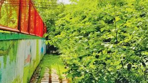 “Urban forests are just what Mumbai needs”