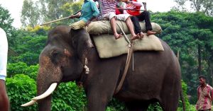 300-Kg Loads, Chains & Years of Suffering: Why Wildlife SOS Wants You To Refuse the Elephant Ride