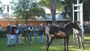Gran ritorno a casa. Il cavallo maremmano si mostra al Cemivet