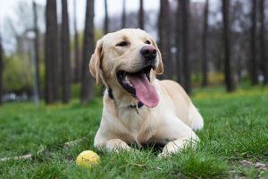 The ball, the stick, and the dog