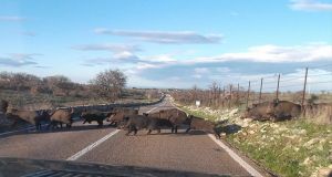 Cinghiali, piani di contenimento ancora fermi nei Parchi: «Danni per 2,4 milioni in un anno»