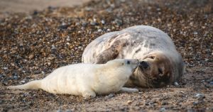 The Norfolk beaches where you're almost guaranteed to spot seals this autumn