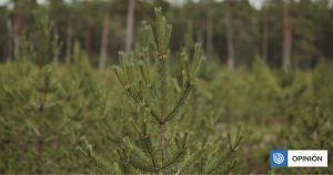 Las plantaciones forestales no son tan malas y pueden ser una oportunidad para Chile