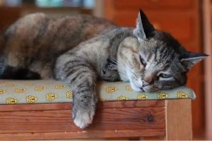 Veterinarian shares 7 signs a cat loves you, even if it seems like they couldn’t care less