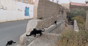 Mitos y misterios gatunos