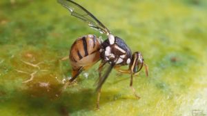 Allarme in Veneto, arriva la mosca orientale della frutta: scatta il piano della Regione