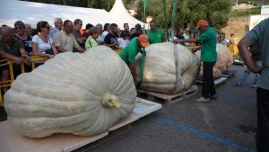 La sfida delle zucche a Sale Marasino: l’obiettivo è infrangere lo storico record imbattuto di 1.013 kg