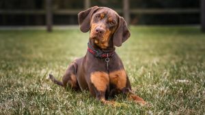 Hund neigt Kopf zur Seite: Warum das mehr als eine süße Geste ist