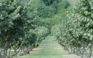 Nocciole nel Torinese, la raccolta si chiude con il segno più sulla qualità nonostante il taglio della produzione