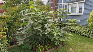 My fig tree came back, like we all can