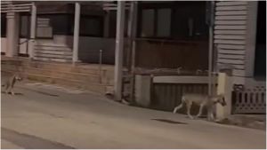 In città ci sono almeno 5mila gatti, molti ora sono minacciati dai lupi: “Lasciare cibo attira la fauna selvatica”