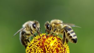 An informative, if plodding, look at bees
