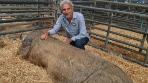 Javier García cría a los mejores gochos de Agrosiero: 