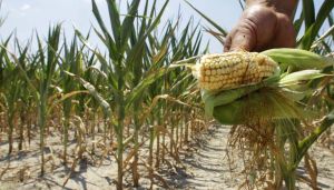 92% of American corn is modified — and Big Ag is suing to keep the recipe secret