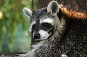 Two More Rabid Raccoons Found in Bay Shore and Babylon as Suffolk County Cases Reach 44 Since 2025 Outbreak