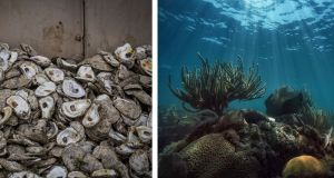 Florida dumped half a million oyster shells into the Gulf of Mexico. No one expected the results to be this good.