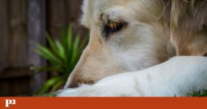 A voz da consciência de um cão