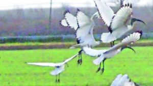 «Non sparate agli ibis», M5S contro il piano della Regione