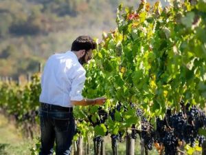 Il caldo torrido e l'uva, l'enologo Mercurio: «Ecco come sarà la vendemmia 2026»