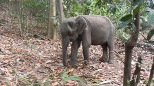 കുഞ്ഞുതുമ്പിക്കൈയും കൊമ്പുകളും വീർത്ത വയറും തൊലിപ്പുറത്തെ ചുളിവുകളും; അഗസ്ത്യാർകൂടത്തിൽ കണ്ടത് കല്ലാന?