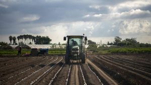Los productores de calçots empiezan ya la campaña apretados por la fuerte demanda y el cambio climático