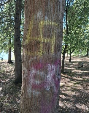 Une croix gammée découverte sur un arbre du lac de Mazerolles : la maire condamne « un symbole de haine »
