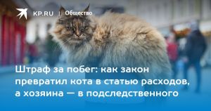 Штраф за побег: как закон превратил кота в статью расходов, а хозяина — в подследственного