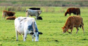 Farmers to get faster bluetongue virus test results under new 'vet-led' approach