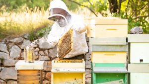L’ailanto è una specie invasiva, ma c’è chi ci produce il miele in Carso