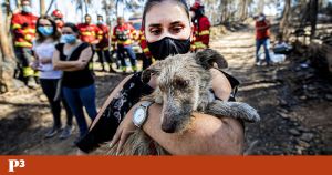 Este país não é para cães