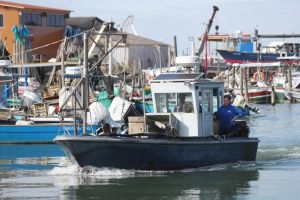 Porto Garibaldi, pescatori di nuovo in mare: «Acque calde come quelle termali»