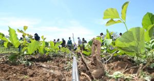 Calote no agro chega a R$ 48 bilhões e bancos retomam fazendas
