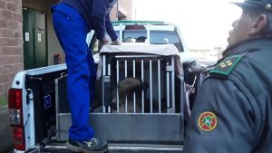 Capriola trovata agonizzante nel giardino di casa: muore dopo l’arrivo al pronto soccorso veterinario