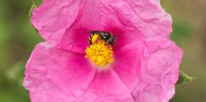 Doñana, el refugio exquisito de un tercio de las abejas conocidas en España