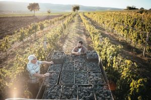 Από το σοκ του 2022 στη νέα ενεργειακή αβεβαιότητα: Tι διακυβεύεται για τη μεσογειακή γεωργία