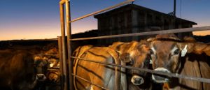Trump’s Beef Plan Gives A Little To Everyone But Enough To No One