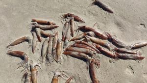 Un cambio brusco en las mareas o un descarte pesquero: las posibles causas de la aparición masiva de potarros muertos en Xagó (Gozón) según los expertos