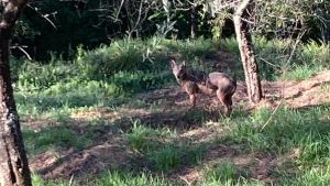 Un lupo fa capolino vicino alla case. “Nessun allarme, ma usate prudenza”