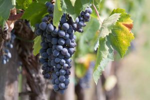 Furti di mezzi, assalti alle aziende agricole: a Ruvo rubato camion carico di uva