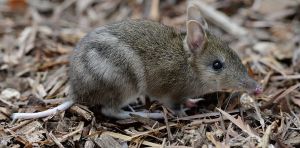 Our new research shows humans have maligned bandicoots for decades, making them more vulnerable to extinction