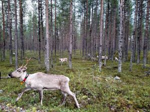 Lukijan mielipide: Poronhoitoalueen nykykäytännöt vaativat kriittistä tarkastelua