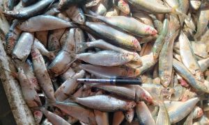 These Baloch fishermen don’t want fast food