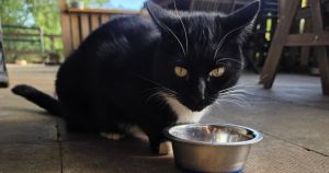 Café's beloved cat turns out to be missing pet who disappeared two years ago