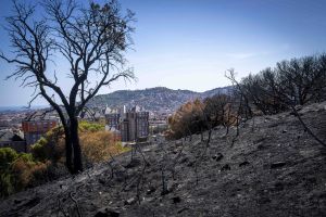Los Mossos concluyen que el gran incendio de agosto en Collserola fue provocado y siguen buscando a su autor