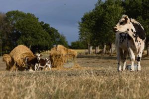 Pourquoi la France pourrait perdre 130 000 agriculteurs d’ici 2035