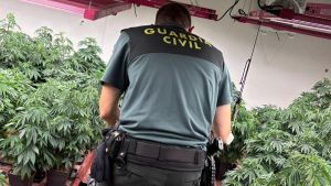 La Guardia Civil desmantela dos plantaciones de marihuana en Llanera y detiene a tres personas