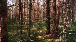 Politiikka | Lukijalta: Metsät ennallistuvat nykymenolla itsestään
